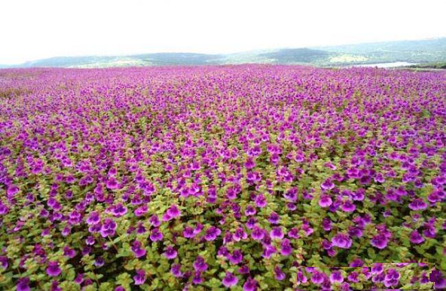pune to kaas plateau kas pathar best taxi cab service